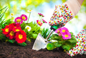 Приглашаем вас принять участие в озеленении участков нашего детского сада &quot;Подари нашей клумбе цветок&quot;.